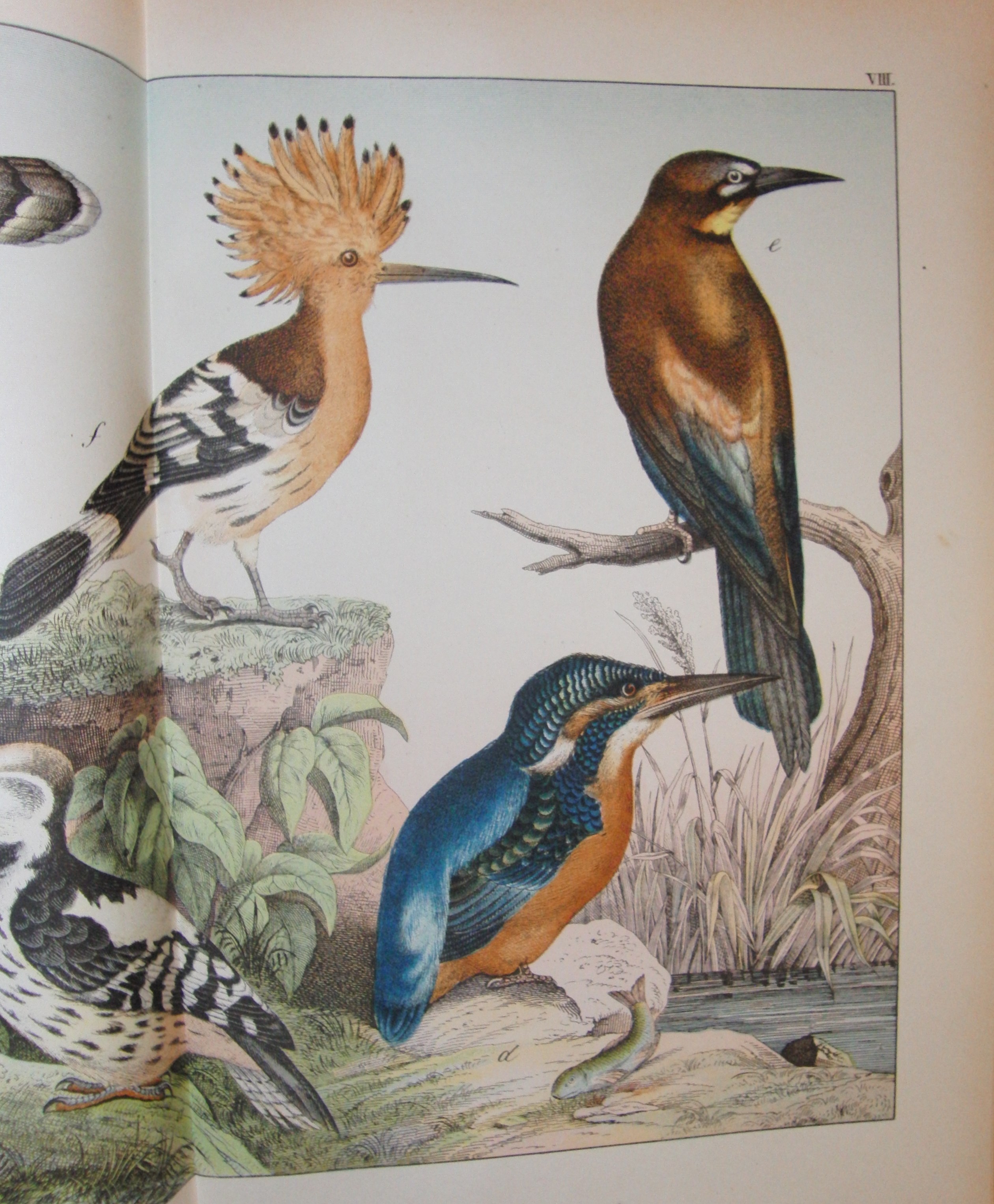Vogelkunde Buch tolle Farbtafeln